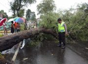 Pohon Tumbang Timpa Pengendara Motor Di Mojokerto