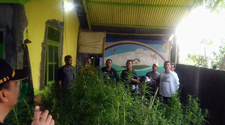 Polisi Gerebek Kebun Ganja, Disebuah Perumahan Di Malang
