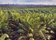 BKSDA Bengkulu Musnahkan Puluhan Hektare Kebun Sawit Ilegal