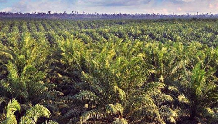 BKSDA Bengkulu Musnahkan Puluhan Hektare Kebun Sawit Ilegal