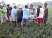 Petani Di Ngawi Tewas Kesetrum Jebakan Tikus Yang Ia Dipasang Disawah