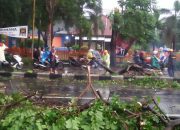 Diguyur Hujan Lebat, Tiga Pohon Di Jl Soekarno Hatta Tumbang