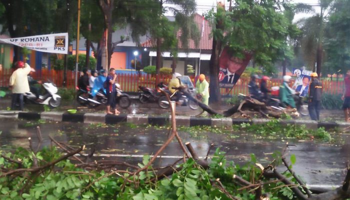 Diguyur Hujan Lebat, Tiga Pohon Di Jl Soekarno Hatta Tumbang