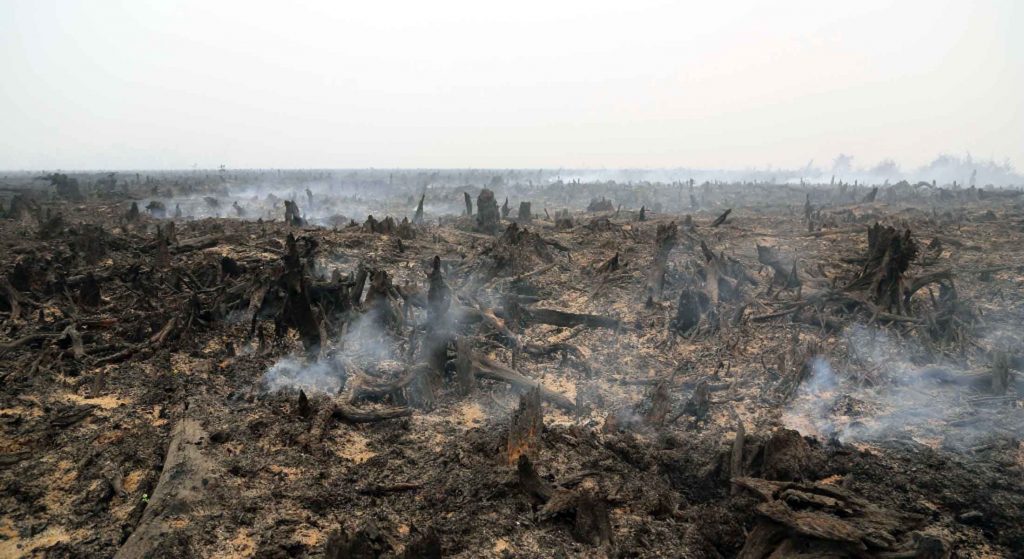 Rusak Ekosistem Lingkungan, Kementerian LHK Gugat PT Kaswari Unggul Rp25,6 Miliar
