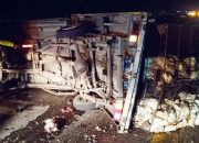 Pecah Ban, Pikap Muat Ayam Terbalik Di Tol Jombang