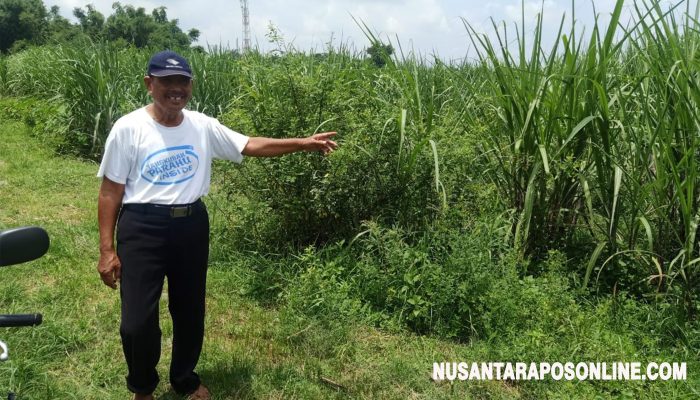 Rugikan Desa Kisaran Rp 6,605 M, Tukar Guling Tanah Kas Desa Sumbermulyo Bakal Berbuntut Panjang