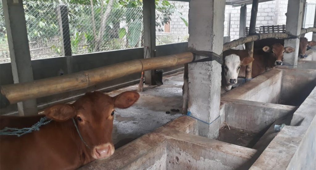 Terjadi Penyimpangan Bantuan Sapi UPPO 2020 Rp 4,2 M Di Jombang Disoal Lsm Arak