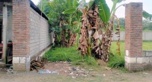 Mantan Kades Sumbermulyo Jogoroto, Diduga Caplok Tanah Aset Desa