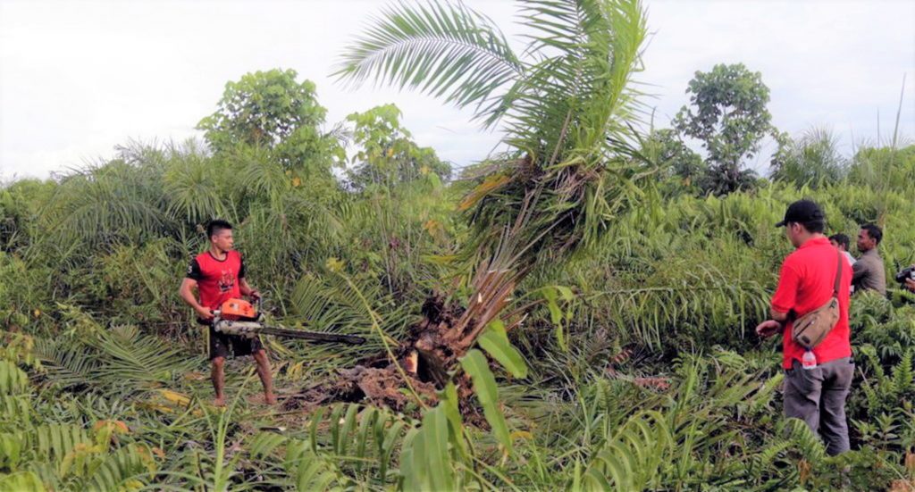 DPMPTSP Prov Riau Keluarkan IPK Dilahan Sawit, DPRD Terheran-Heran