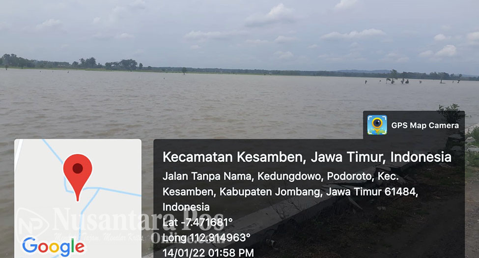 225 Hektar Padi Terendam banjir Kesamben Jombang