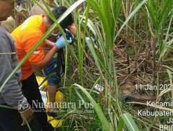 Mayat Wanita Tanpa Busana Ditemukan Membusuk Di Kebun Tebu Di Jombang