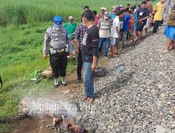Pulang Dari Sawah, Petani Di Jombang Disambar Kereta Api mutiara Selatan