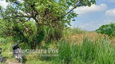Astaga, Tanah Bekas Waduk Sumbermulyo Jombang, Disewakan Dan Jadi Milik Pribadi
