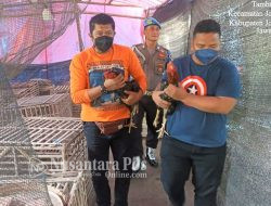 Arena Sabung Ayam Beromzet Jutaan Rupiah di Jombang Grebek Polisi, 2 Ayan Diamankan