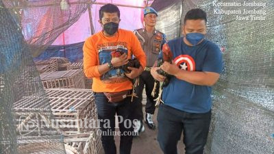 Arena Sabung Ayam Beromzet Jutaan Rupiah di Jombang Grebek Polisi, 2 Ayan Diamankan
