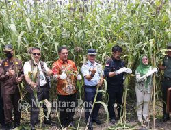 Panen Sorgum Di Jombang Mentan Ajak Forkopimda Wujudkan Ketahanan Pangan Nasional