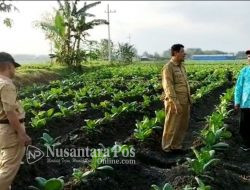 Realisasikan DBHCT, Pemkab Jombang Lakukan Pembinaan Petani Tembakau Melalui ‘Demplot’