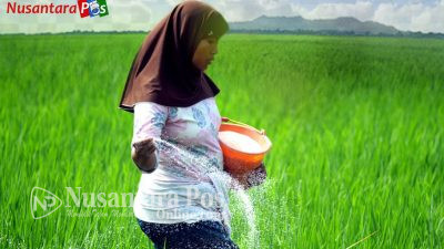 DKUKMP Dalami Penyebab Kelangkaan Pupuk Bersubsidi di Tuban