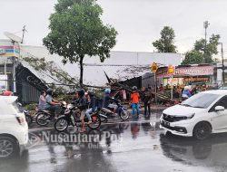Hujan Angin, Pohon Ambruk Timpa Bangunan Toko  di Kaliwungu Jombang