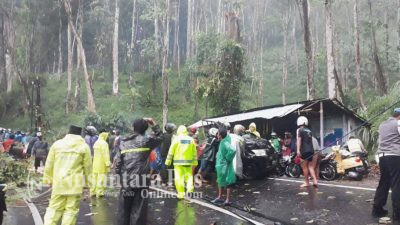 Nahas, Pemotor Asal Jombang Tewas Tertimpa Pohon Tumbang di Jalur Jombang-Malang