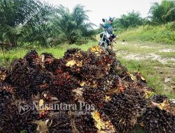Bensin Sawit Berpotensi Topang Masa Depan Ketahanan Energi Indonesia
