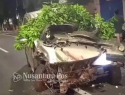 Mobil Xenia Sikat Pohon di Jember, 2 Korban Terluka