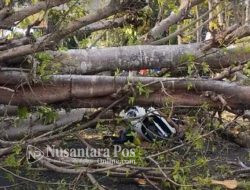 Dua Pemotor Asal Bojonegoro Tewas Tertimpa Pohon Tumbang Di Malang