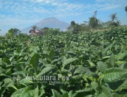 Ketua MPR Dorong Peningkatan Pemasukan Cukai Hasil Tembakau