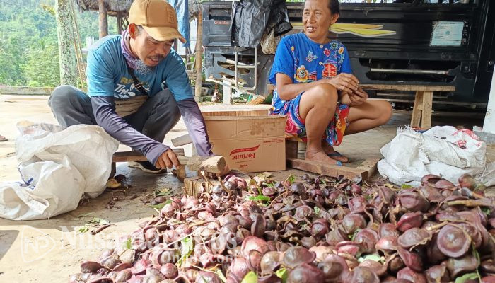Desa Carangwulung Penghasil Jengkol Terbaik di Jombang