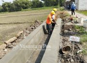 Desa Alang-alang Caruban Jombang Bangun Saluran Irigasi dari P3-TGAI