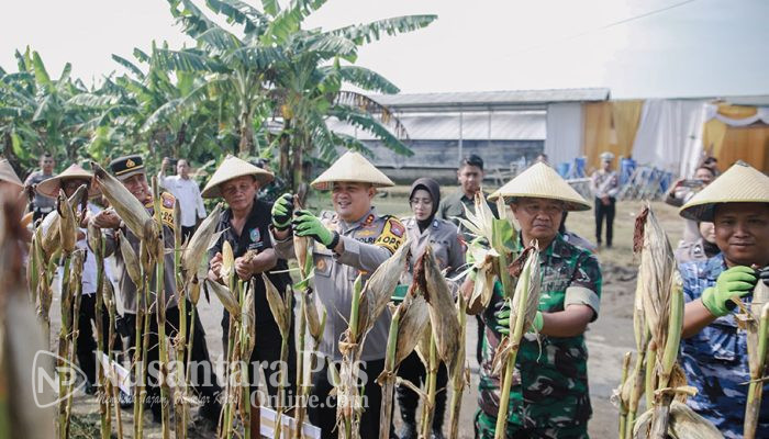 Dukung Swasembada Pangan, Polres Jombang Panen Raya Jagung Tahap I