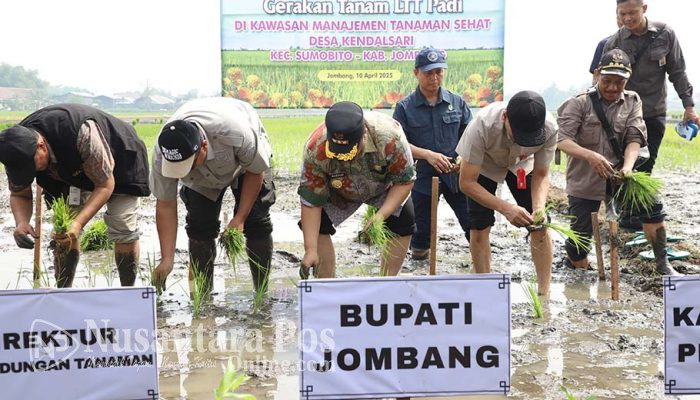 Bupati Jombang pimpin gerakan tanam padi program LTT-MTS di Desa Kendalsari