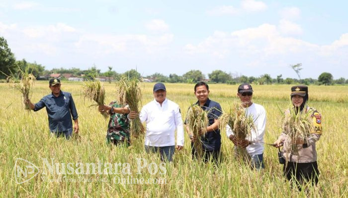 Panen raya padi, Bupati Jombang : Harga gabah petani ditetapkan Rp 6.500 per Kg