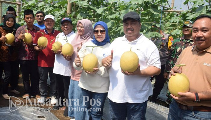 Bupati Jombang Panen Melon Bersama Pemuda Muhammadiyah