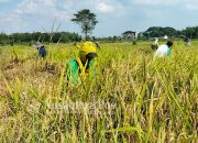 Perubahan Iklim Ancam Pertanian
