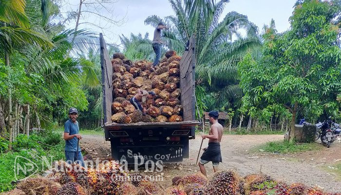 Harga TBS Kelapa Sawit Kemitraan Swadaya Periode 18–24 Juni 2025 di Riau Anjlok