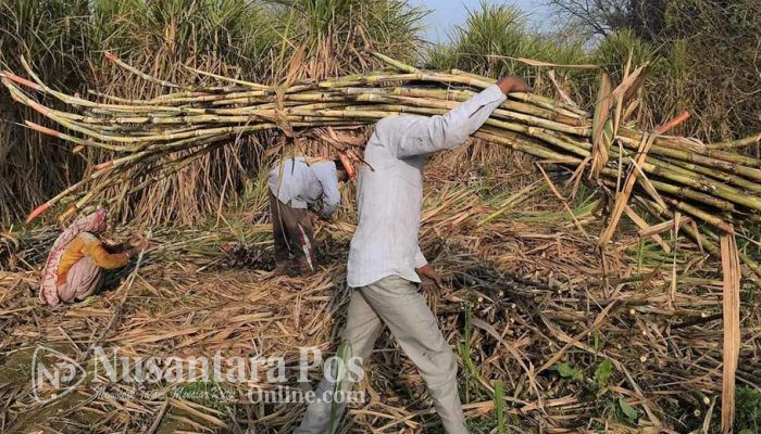 Petani di Blitar Keluhkan Harga Tebu Anjlok Hingga 30 Pesen Lebih