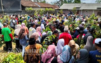 Pembagian-2000-Bibit-Tanaman-Gratis-di-Magelang