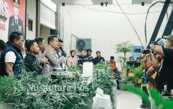 ungkap-kasus-budidaya-tanaman-ganja-di-jombang (1)