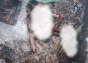 Identitas Ibu & Anak Yang Ditemukan Tewas di Eks Aspol Jombang Terungkap