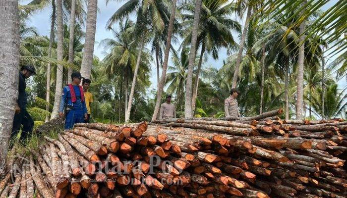 Polres Lingga Bongkar Jaringan Pembalakan Liar Kayu Bakau, 6 Orang Jadi Tersangka