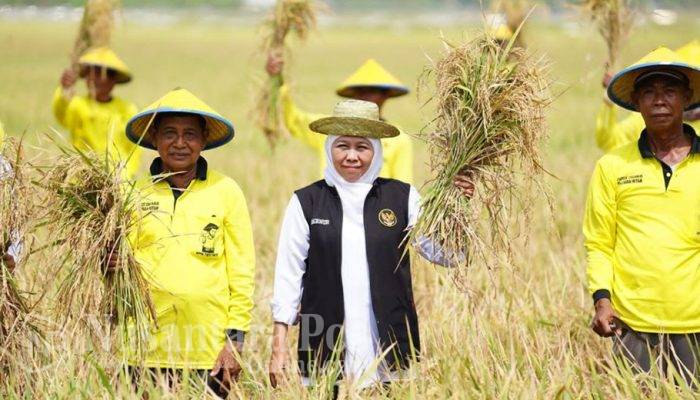 Antisipasi Kemarau : Gubernur Jatim Instruksikan Bupati / Wali Kota Jaga Produksi Pertanian