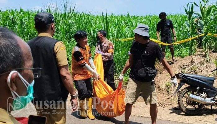 Mayat Pria Tanpa Identitas Ditemukan di Ladang Jagung Wonosalam Jombang, Begini Kondisinya