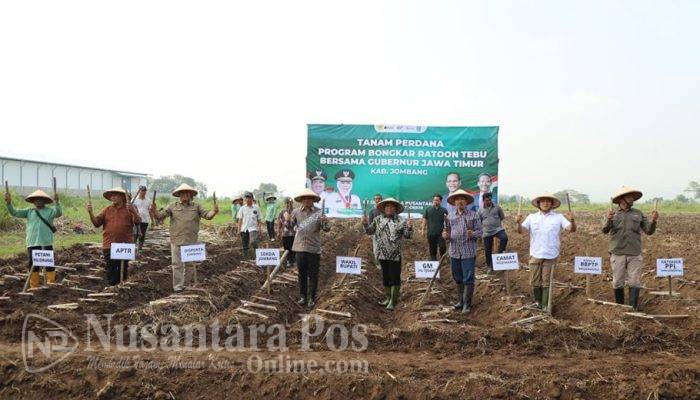 DukungSwasembada Gula, Jombang Tarjetkan 3.000 Hektar Bongkar Ratoon Tebu
