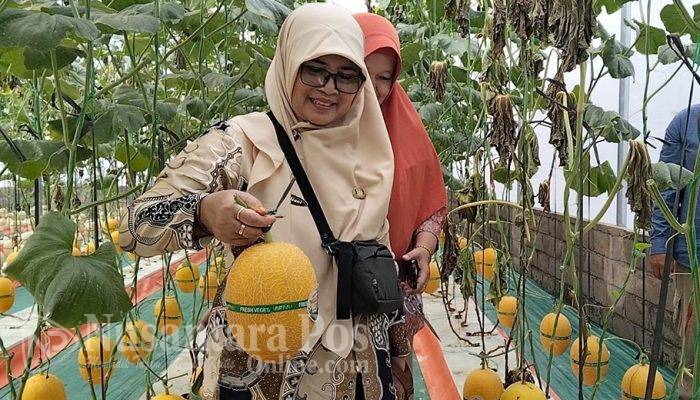 Wisata Petik Melon Super : Destinasi Baru di Deswita Sabo Dam Nglumut Magelang