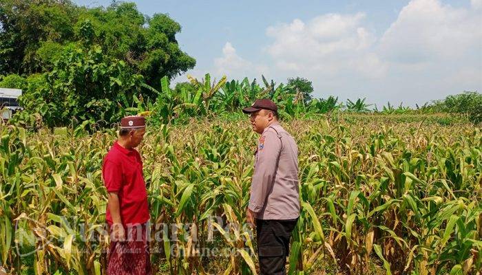 Polisi Jombang Pantau Tanaman Jagung Warga Gondek, Wujud Dukungan Ketahanan Pangan
