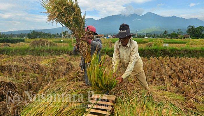 Kesuburan Tanah Menurun Akibat Pola Tanam Dipaksa, Petani Pojokkulon Jombang Gigit Jari