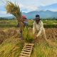 Kesuburan Tanah Menurun Akibat Pola Tanam Dipaksa, Petani Pojokkulon Jombang Gigit Jari