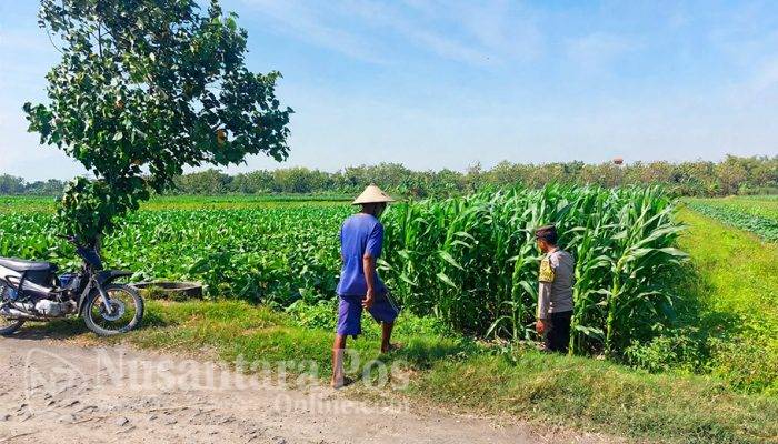 Dukung Ketahanan Pangan : Polsek Ngusikan Laksanakan Pengecekan Lahan Jagungam