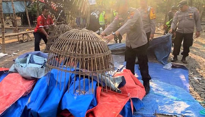 Zonk! Digerebek Polisi, Arena Judi Sabung Ayam di Banjardowo Jombang Sudah Melompong